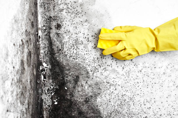 Best Asbestos and Lead Testing During Mold Inspection  in Alpine, UT
