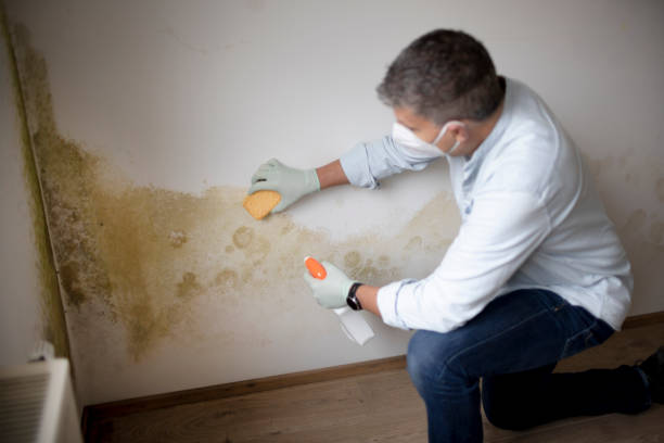Alpine, UT Mold Removal Company