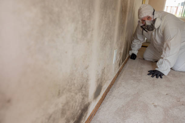 Best Mold Prevention Services  in Alpine, UT
